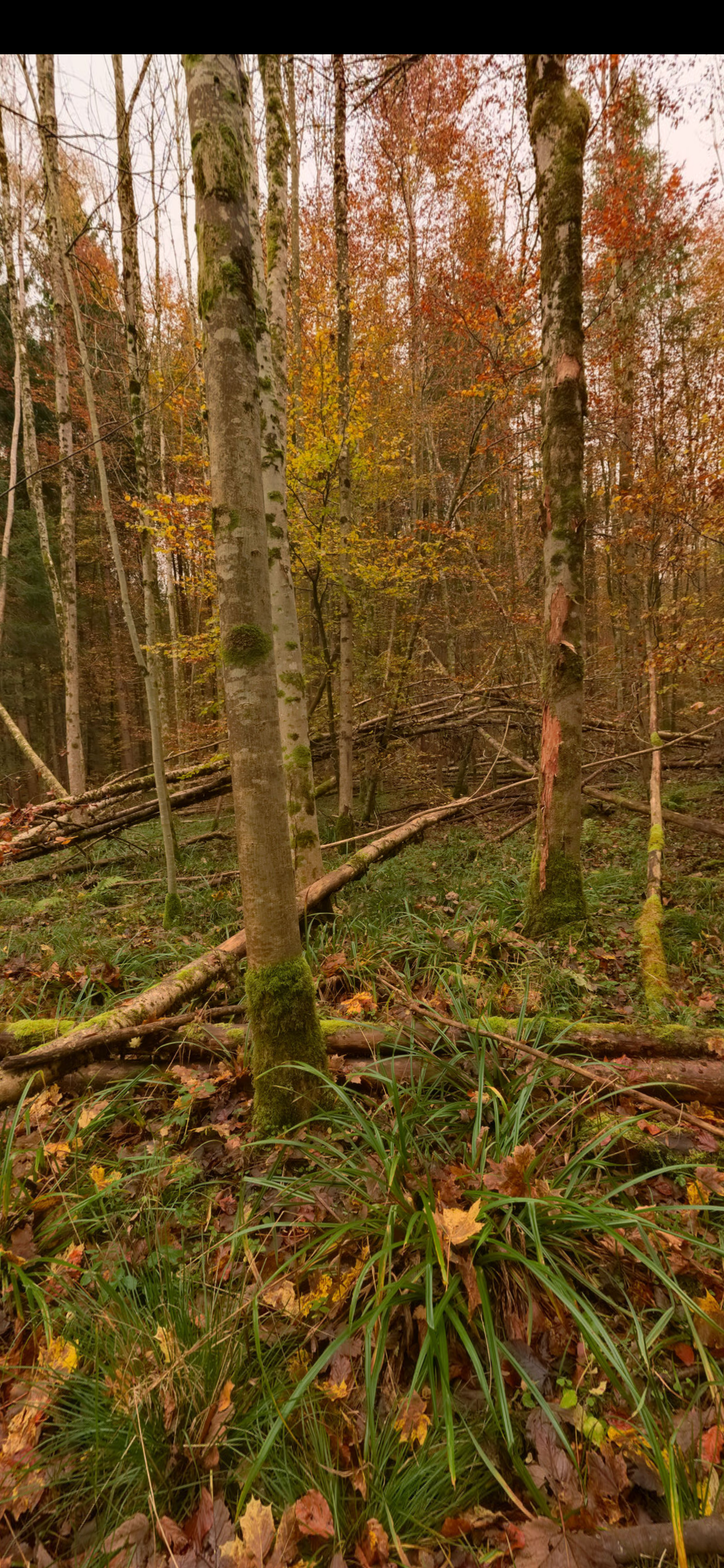 Screenshot of Panoramicon